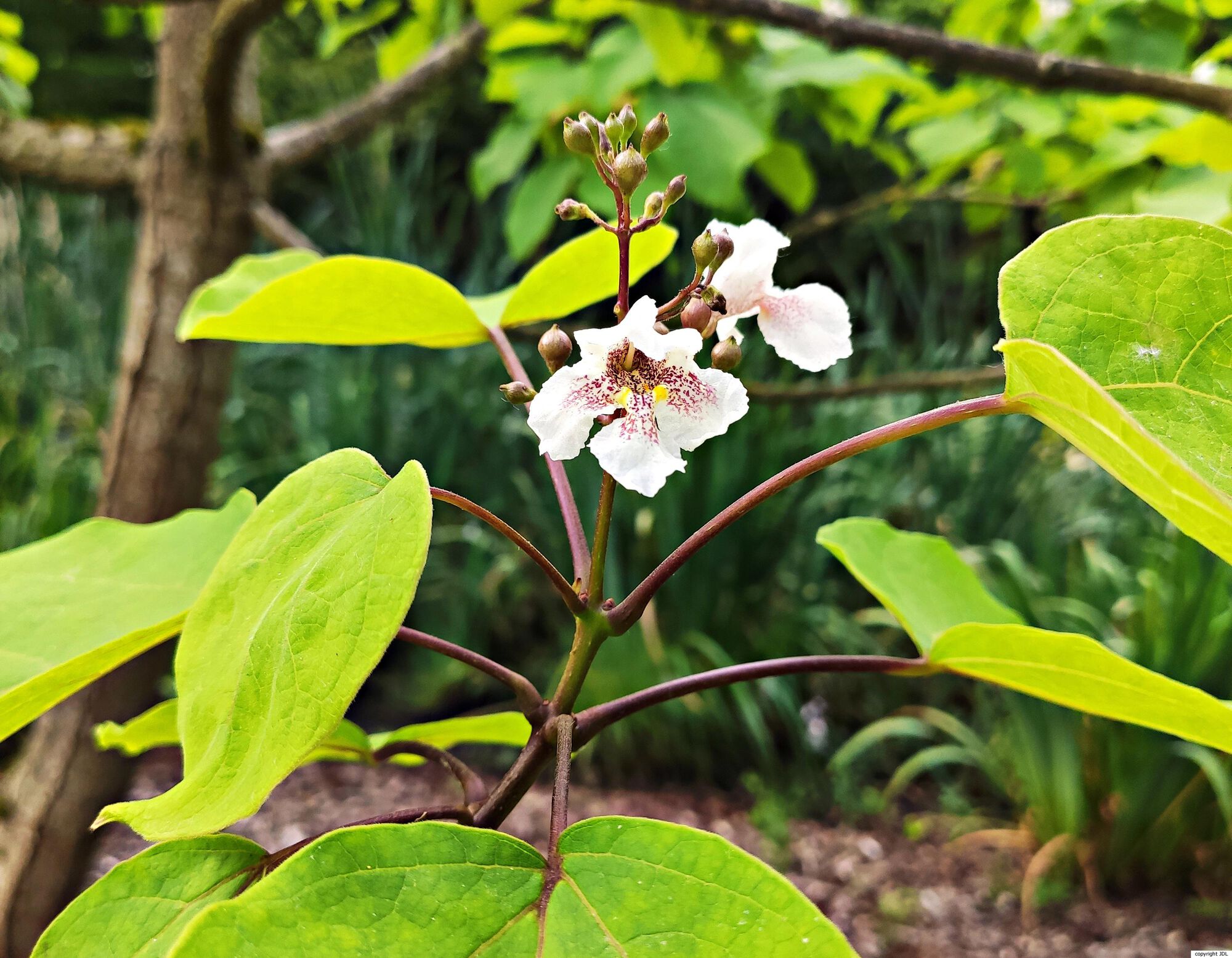 Catalpa ×erubescens Carrière (C.bignonioides × C.ovata)