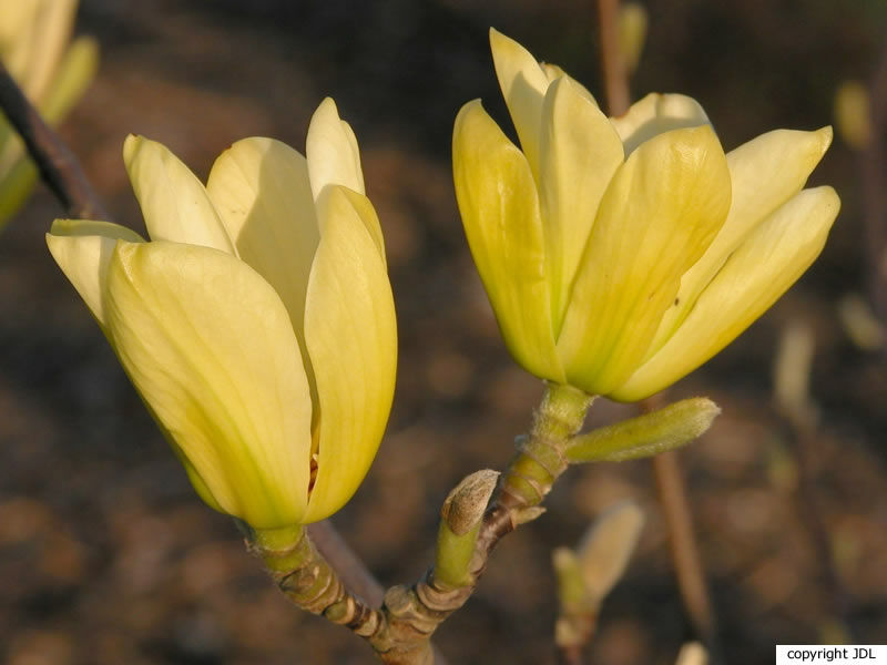 Magnolia 'Butterflies' (M.acuminata × M.denudata 'Sawada's Cream')