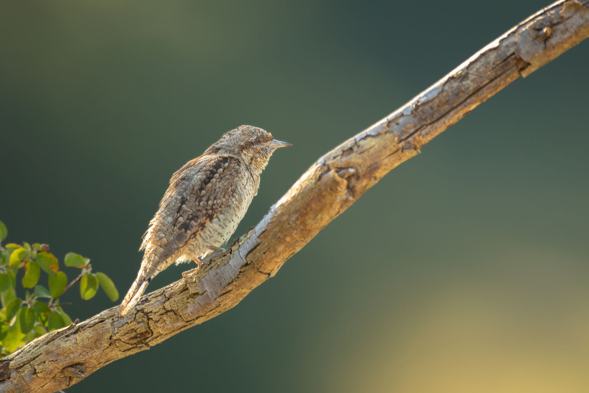 Jynx torquilla (Linnaeus, 1758)
