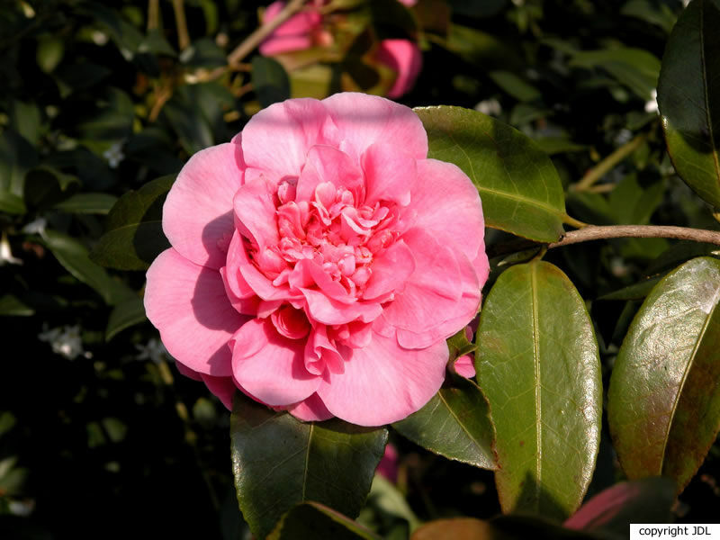 Camellia ×williamsii W.W.Sm. 'Debbie' (C.japonica × C.saluenensis)