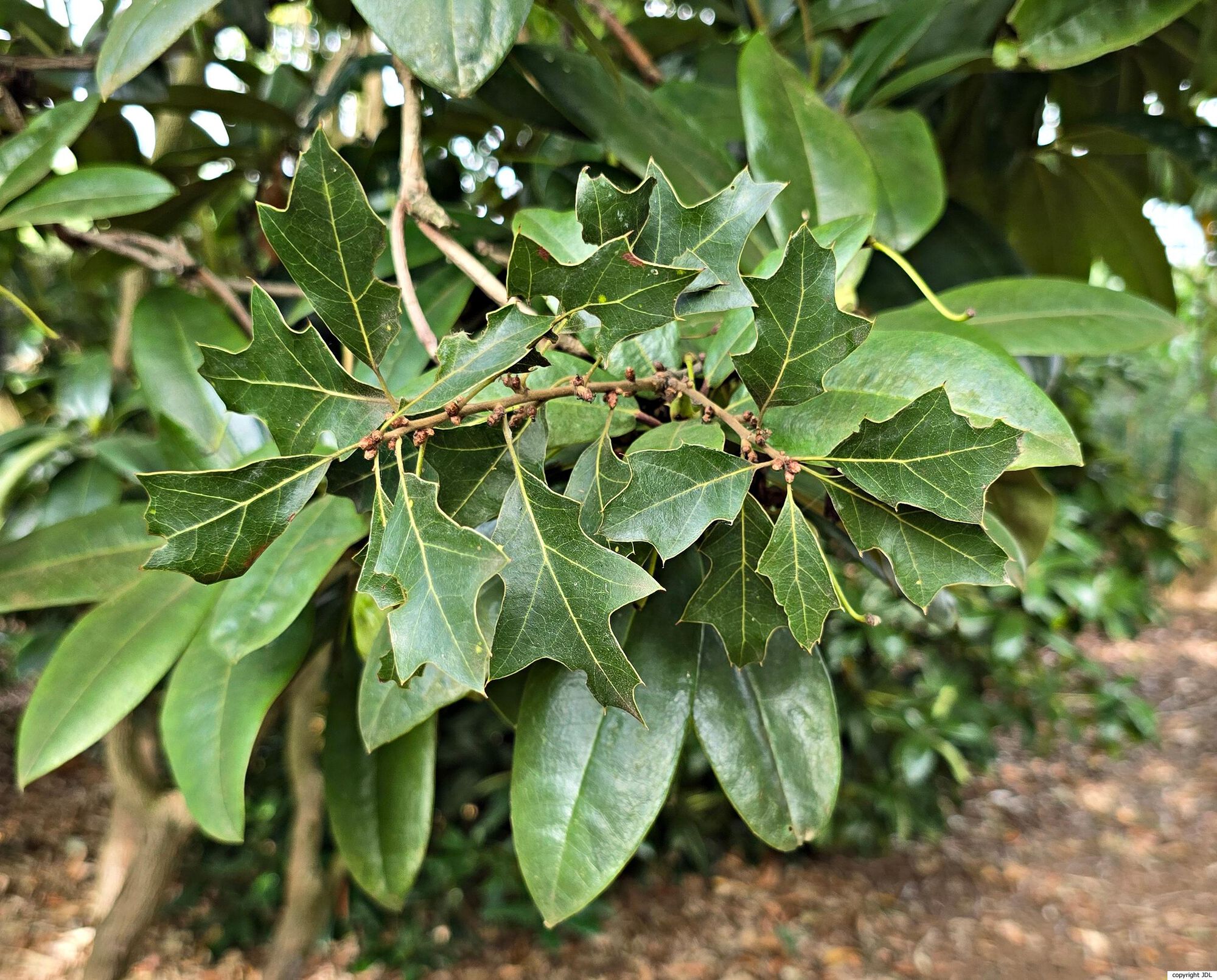 Quercus ilicifolia Wangenh.