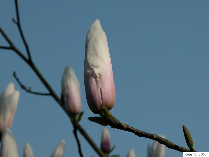 Magnolia 'Peppermint Stick' (M.liliiflora × M.×veitchii)