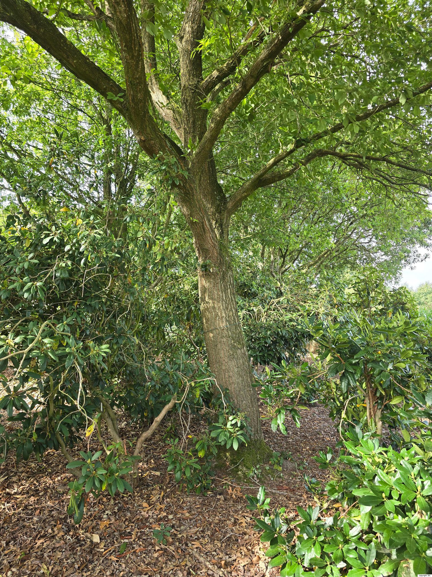 Quercus serrata Murray