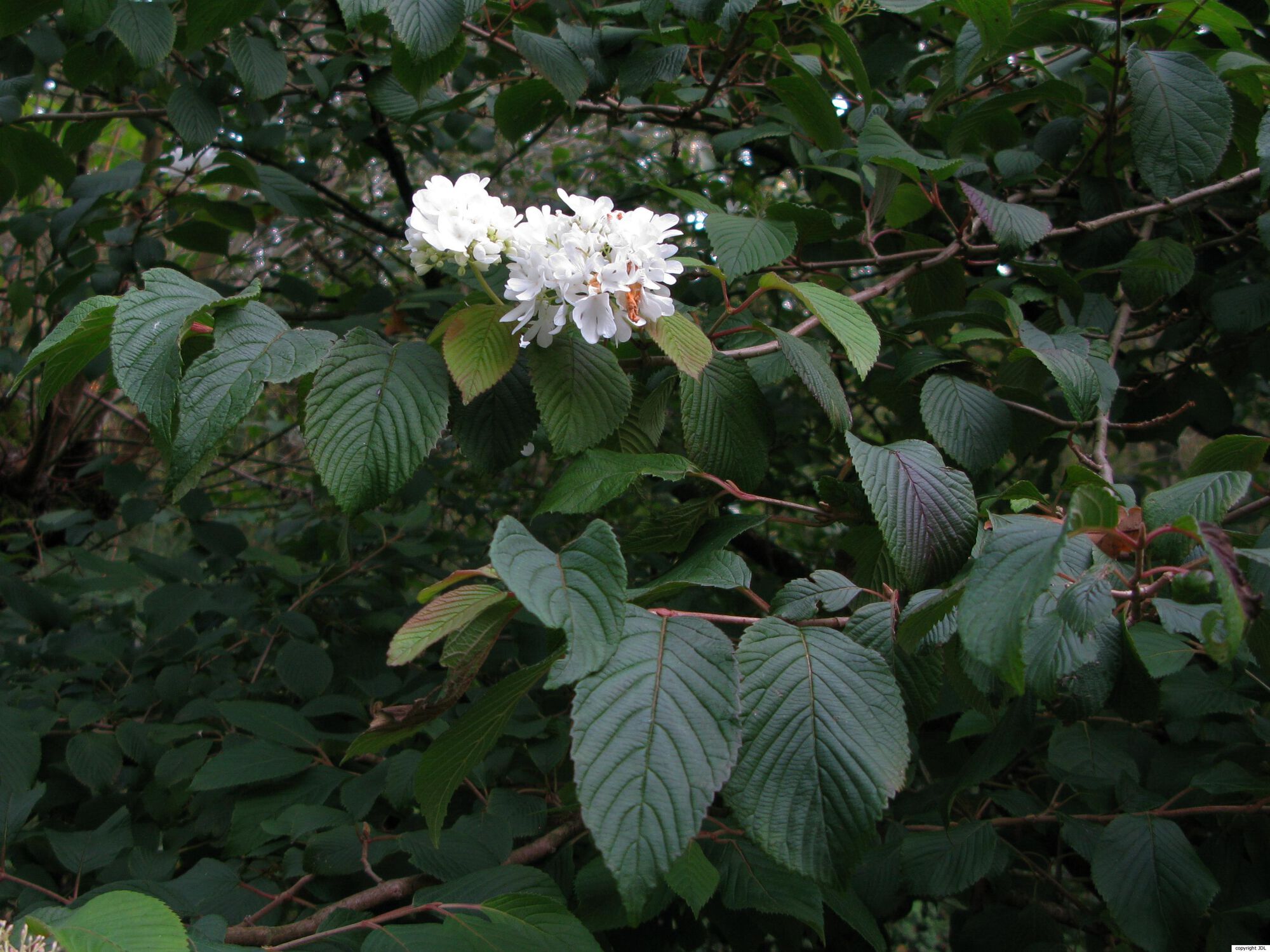 Viburnum plicatum Thunb. 'Newzam'