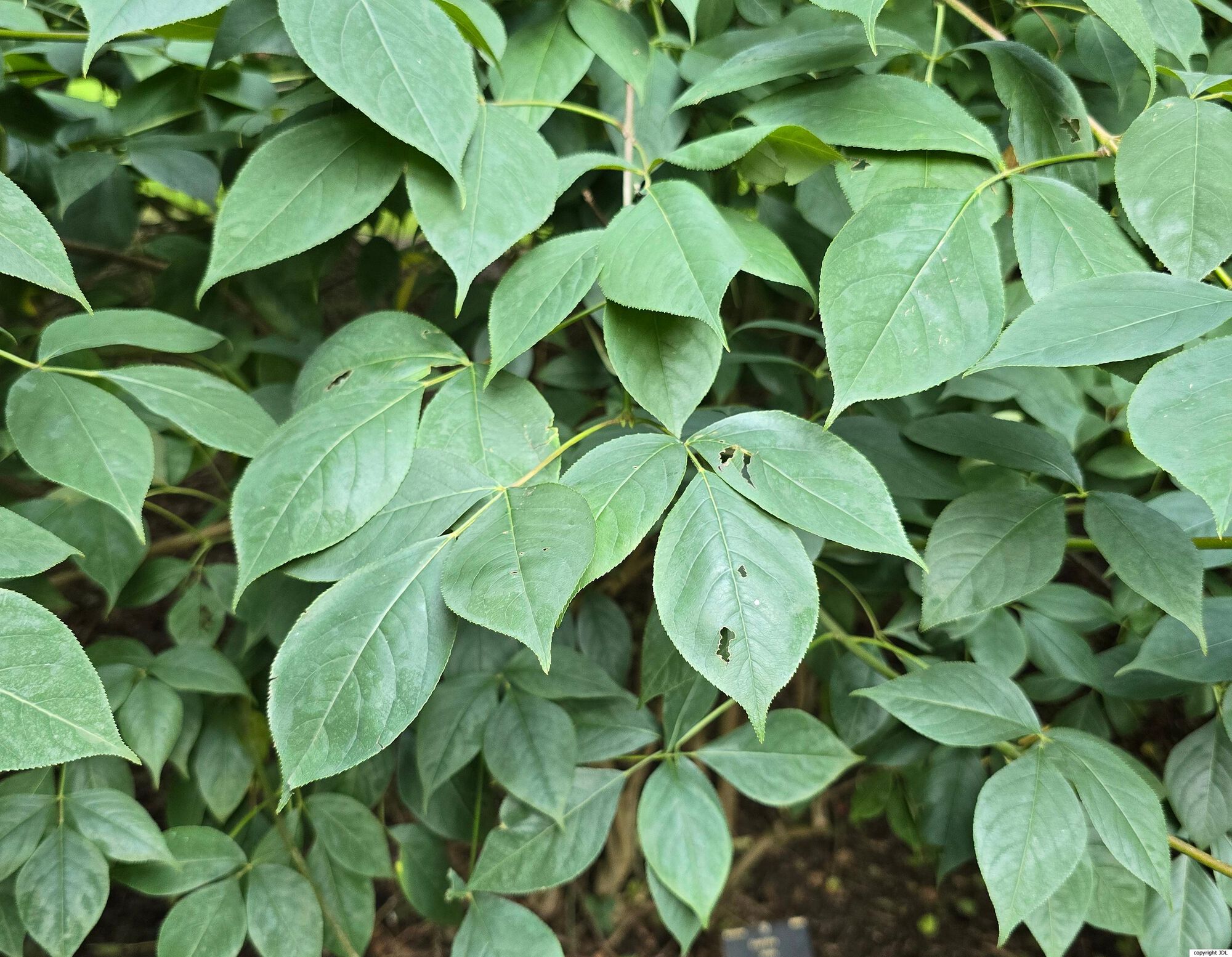 Staphylea trifolia L.