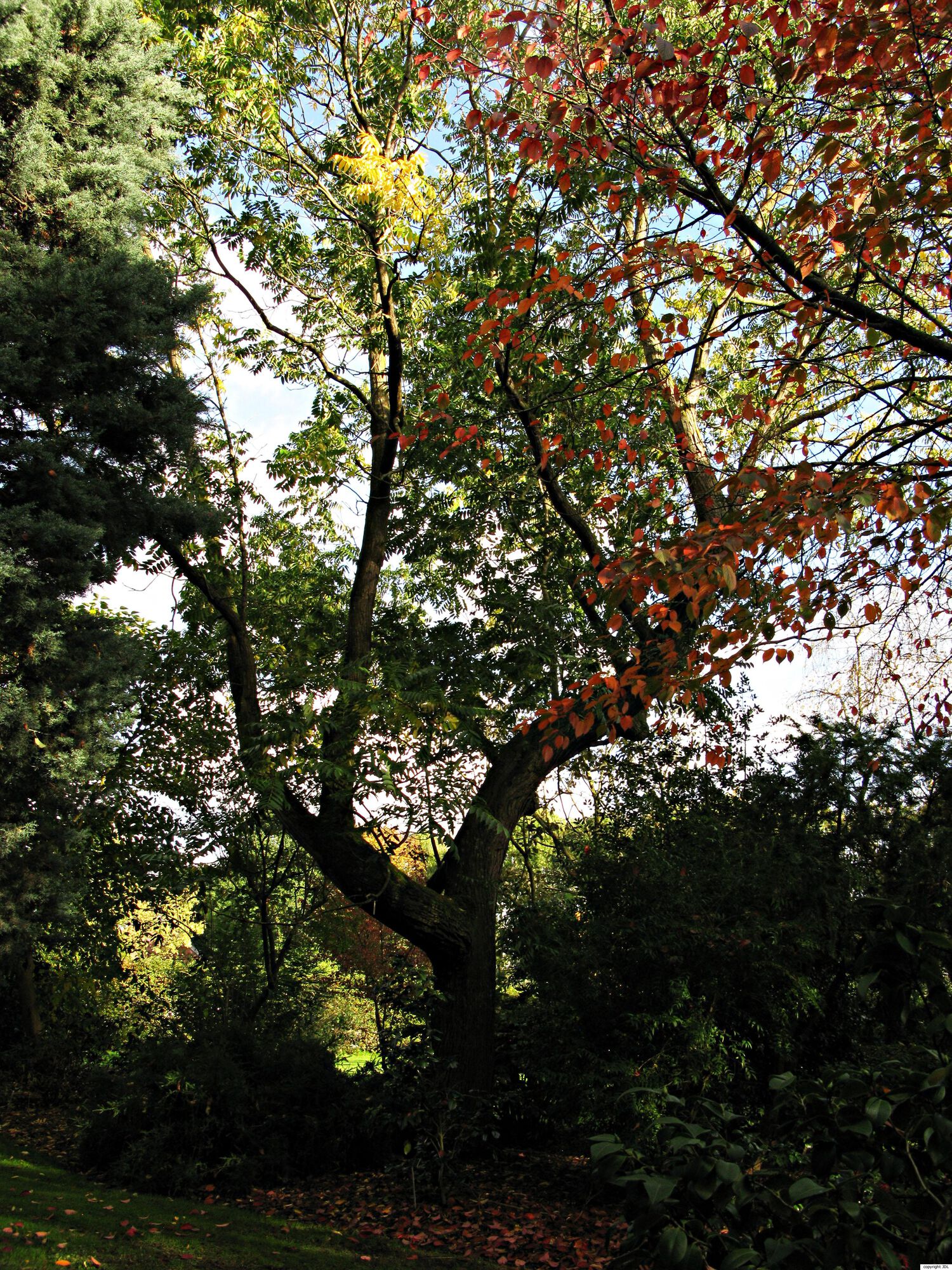 Toona sinensis (A.Juss.) M.Roem.