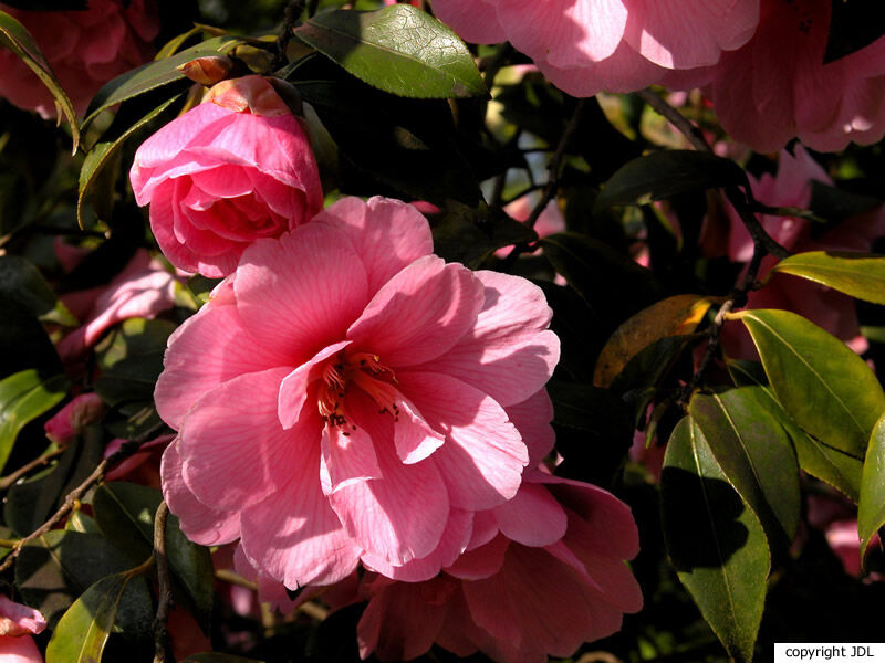 Camellia ×williamsii W.W.Sm. 'Donation' (C.japonica × C.saluenensis)