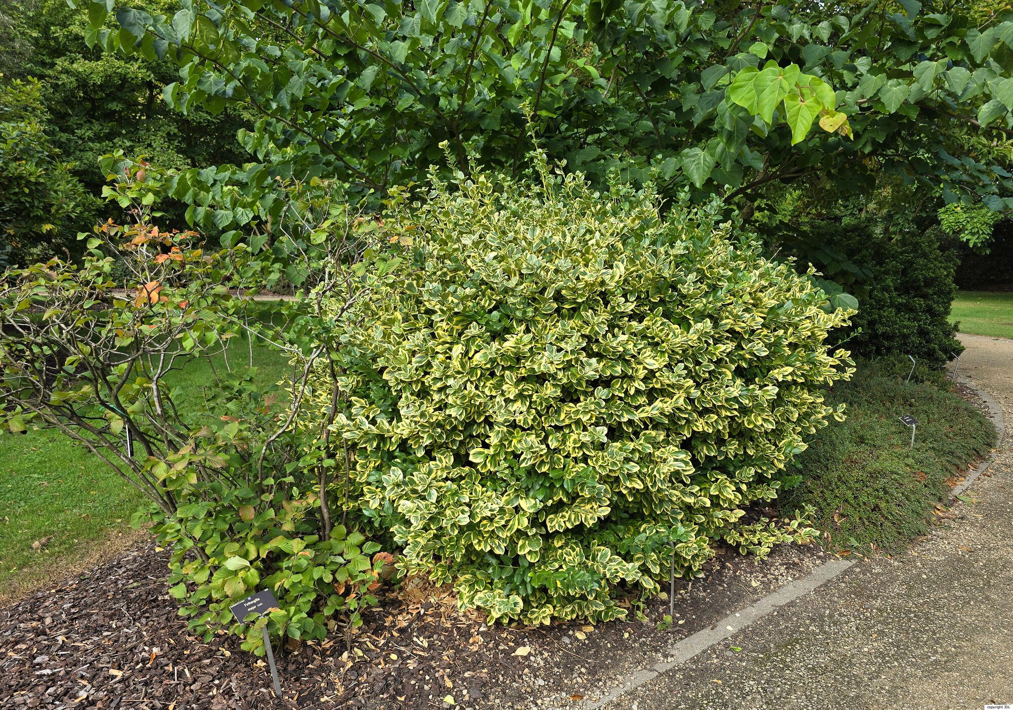 Euonymus fortunei (Turcz.) Hand.-Mazz. 'Canadale Gold'