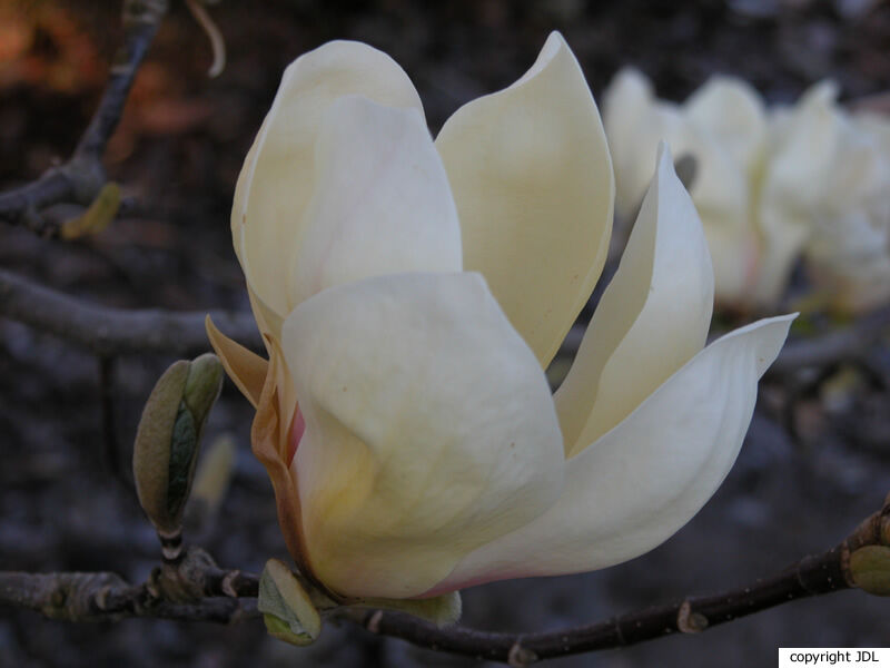 Magnolia 'Ivory Chalice' (M.acuminata × M.denudata)