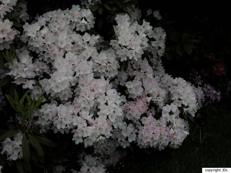 Rhododendron 'Esveld Select' (R. yakushimanum × R. smirnowii)