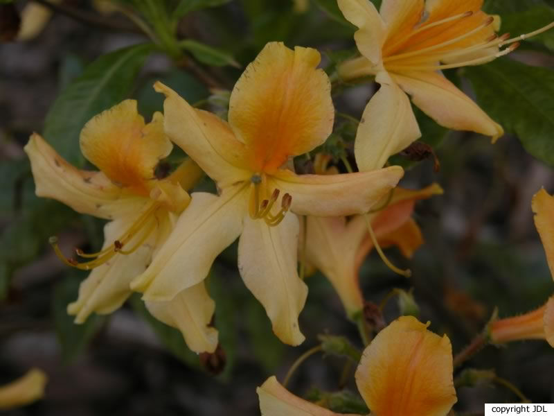 Rhododendron 'Hollandia' (Harde Gentse)