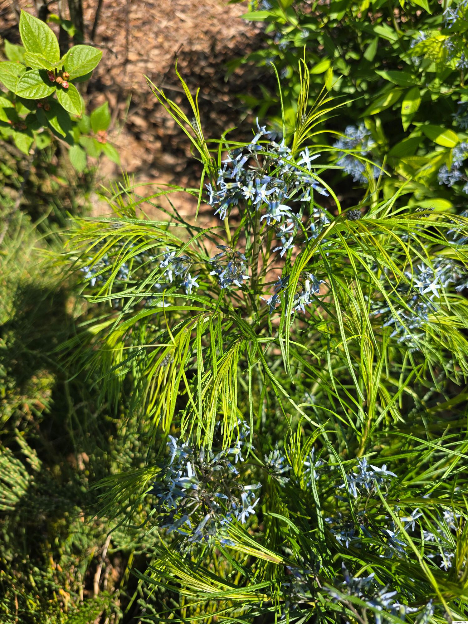 Amsonia hubrichtii Woodson
