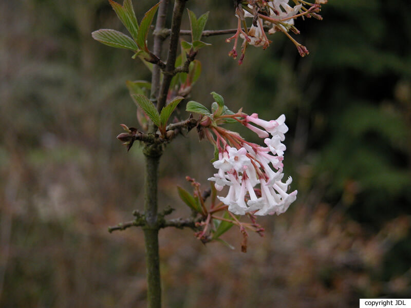 Viburnum ×bodnantense Stearn 'Deben' (V. farreri × V. grandiflorum)