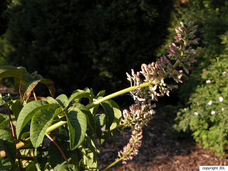 Aesculus californica (Spach) Nutt.