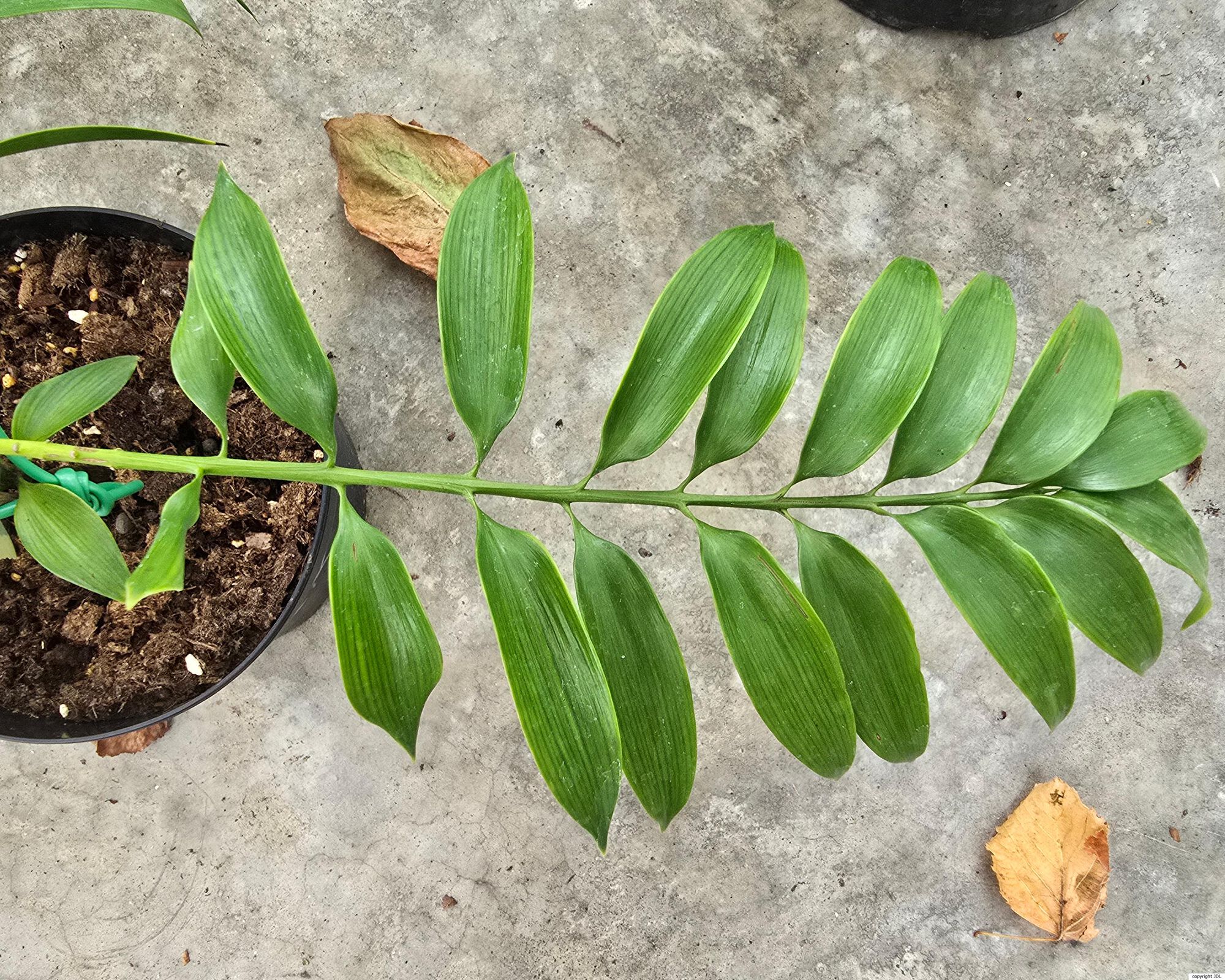 Nageia nagi (Thunb.) Kuntze