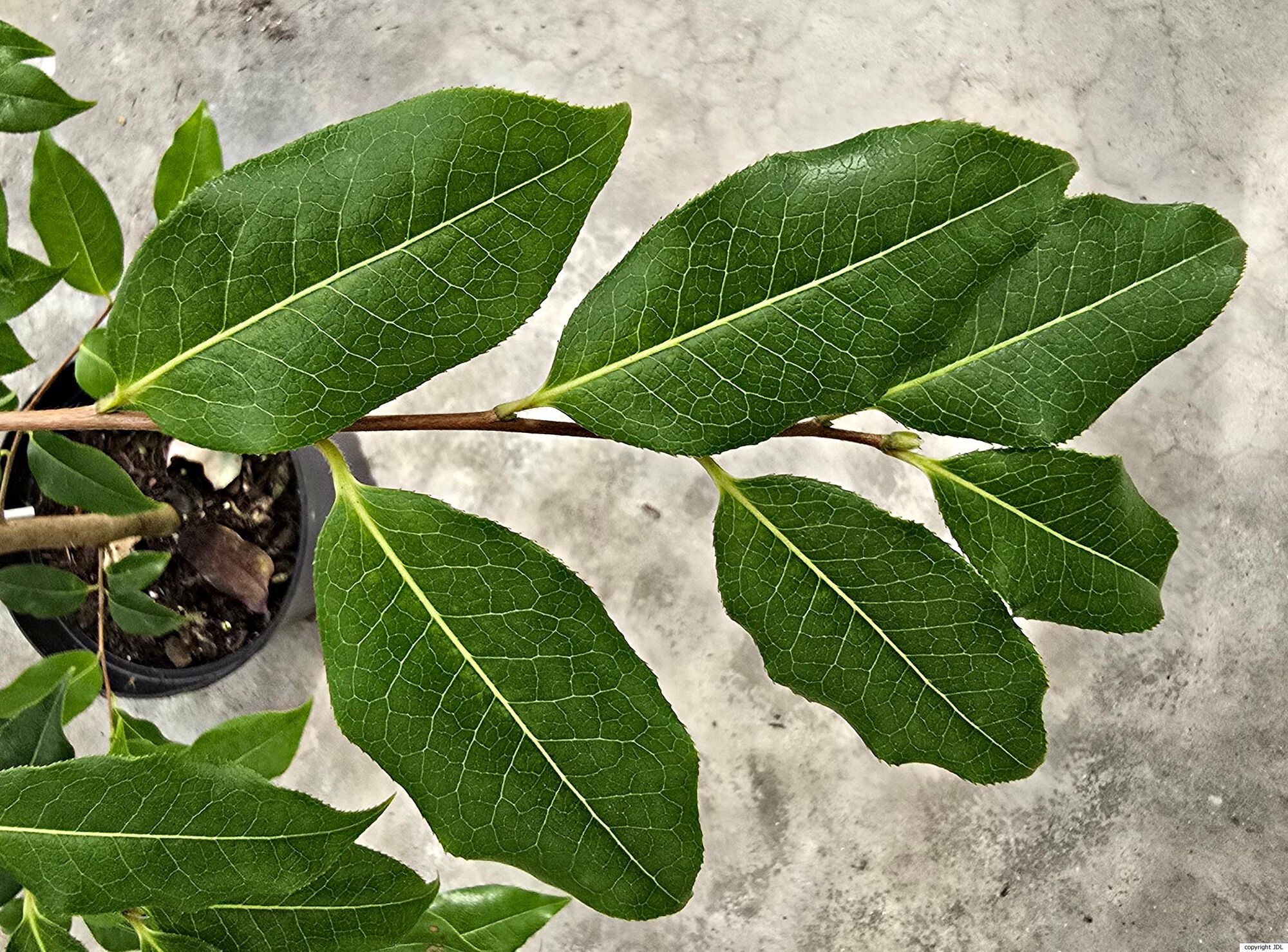 Camellia yunnanensis (Pit. ex Diels) Cohen-Stuart