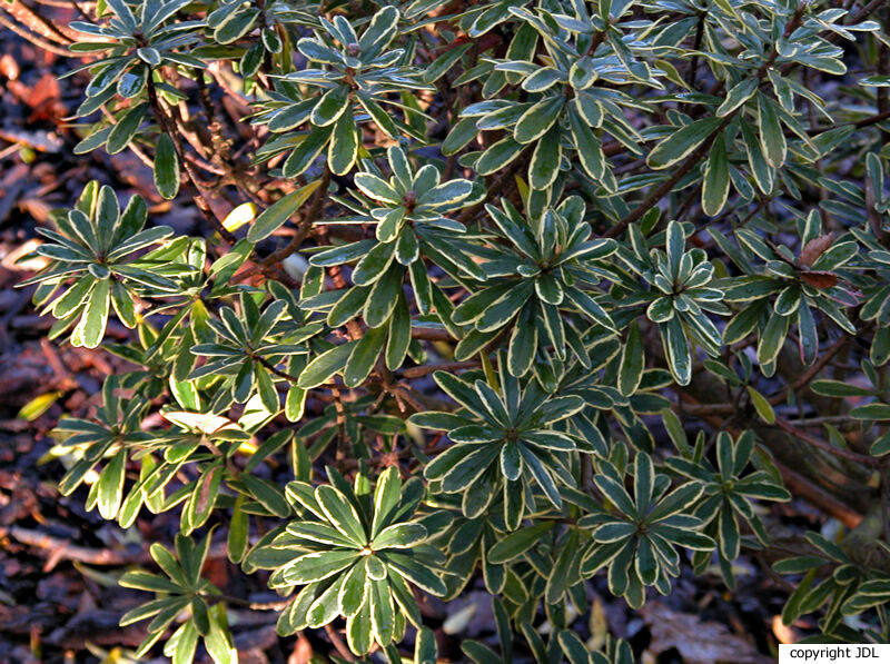 Daphne ×burkwoodii Turrill 'Astrid' (D.caucasica × D.cneorum)