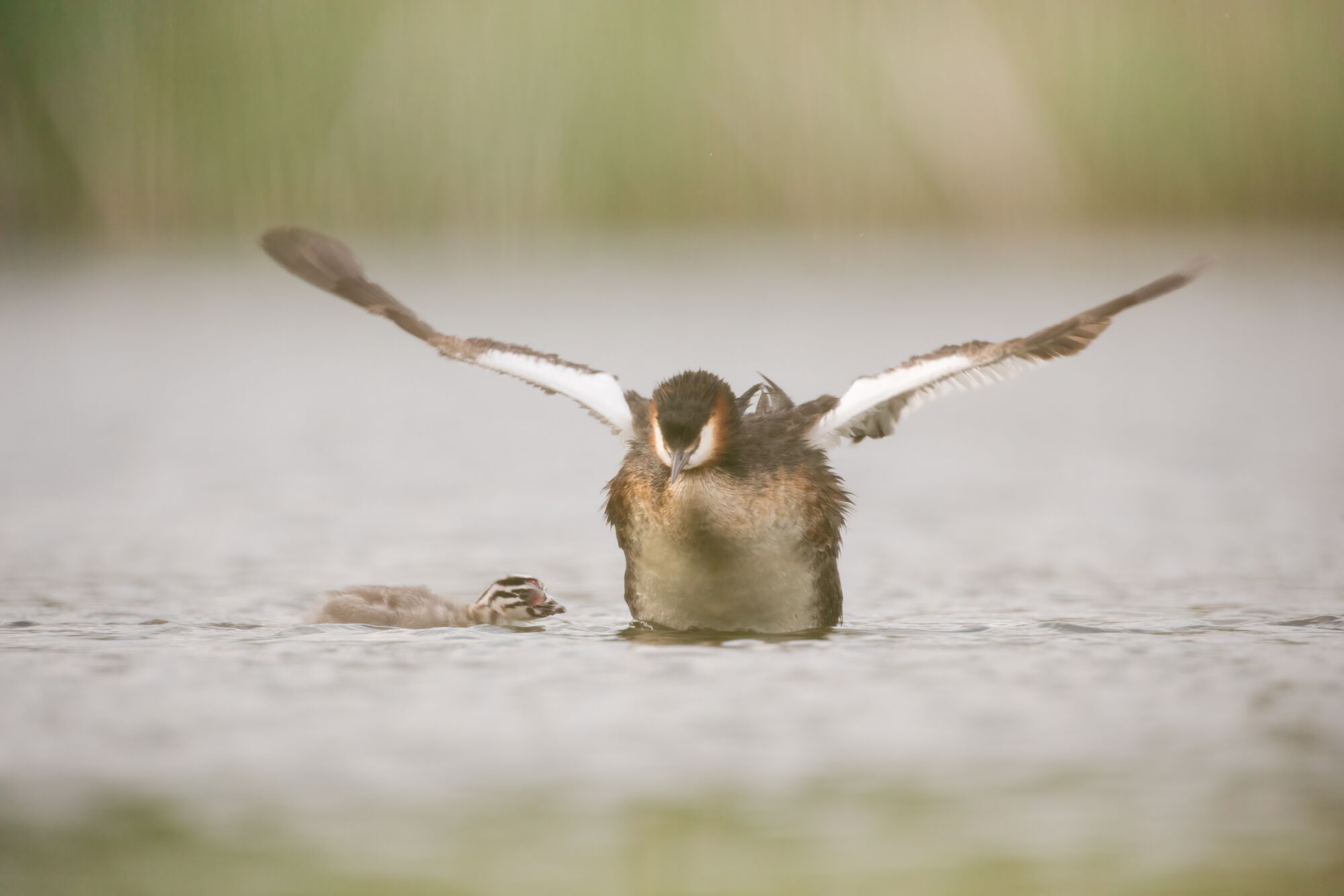Podiceps cristatus (Linnaeus, 1758)