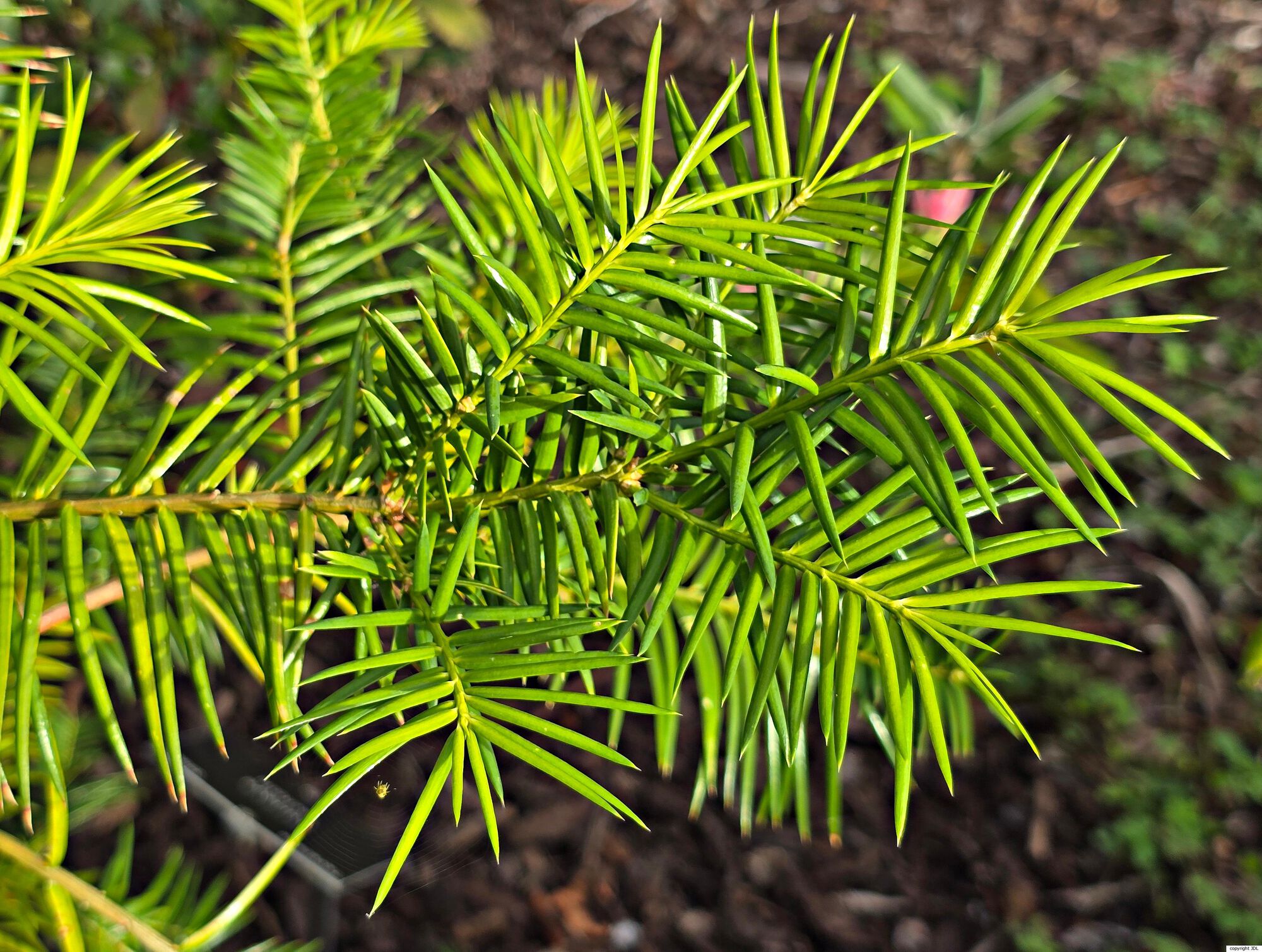Torreya taxifolia Arn.