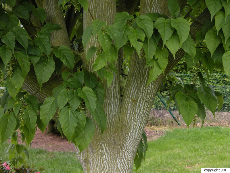 Acer davidii Franch. 'Canton'