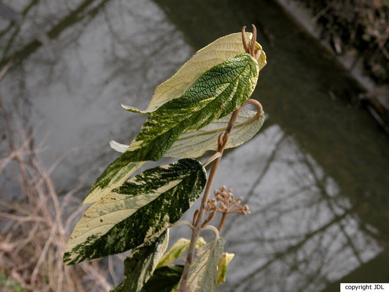 Viburnum rhytidophyllum Hemsl. 'Variegatum'