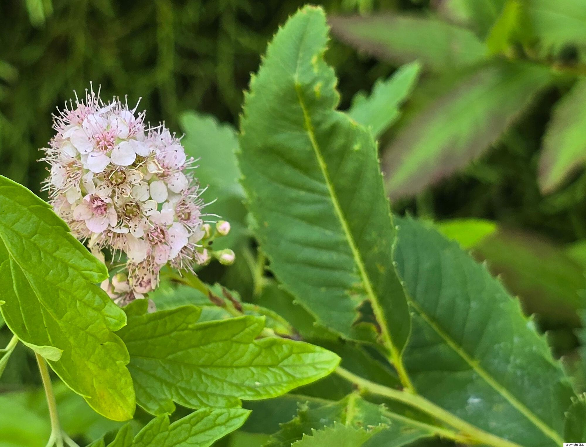 Spiraea salicifolia L.