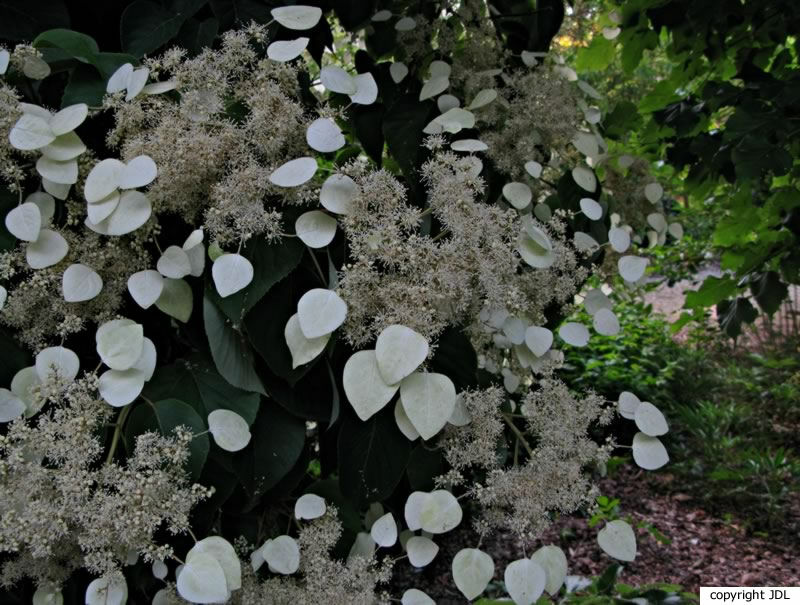 Hydrangea hydrangeoides (Siebold & Zucc.) Bernd Schulz