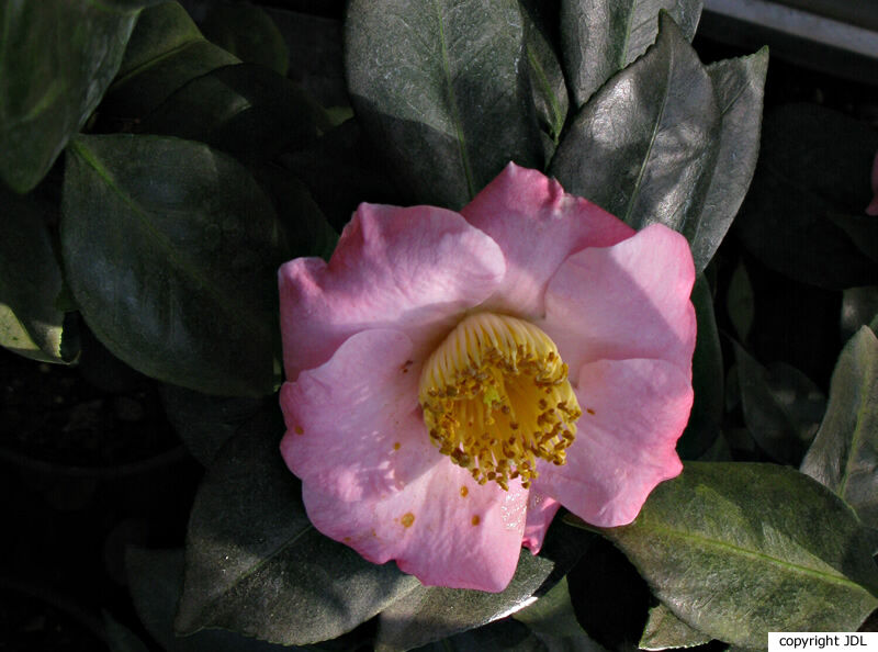 Camellia 'Nishiki-shikô' [Higo]