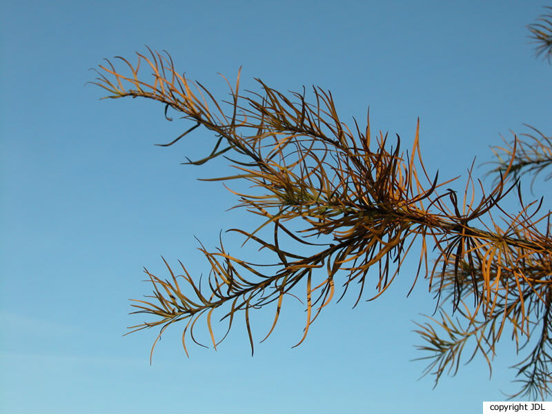 Pseudolarix amabilis (J. Nelson) Rehder