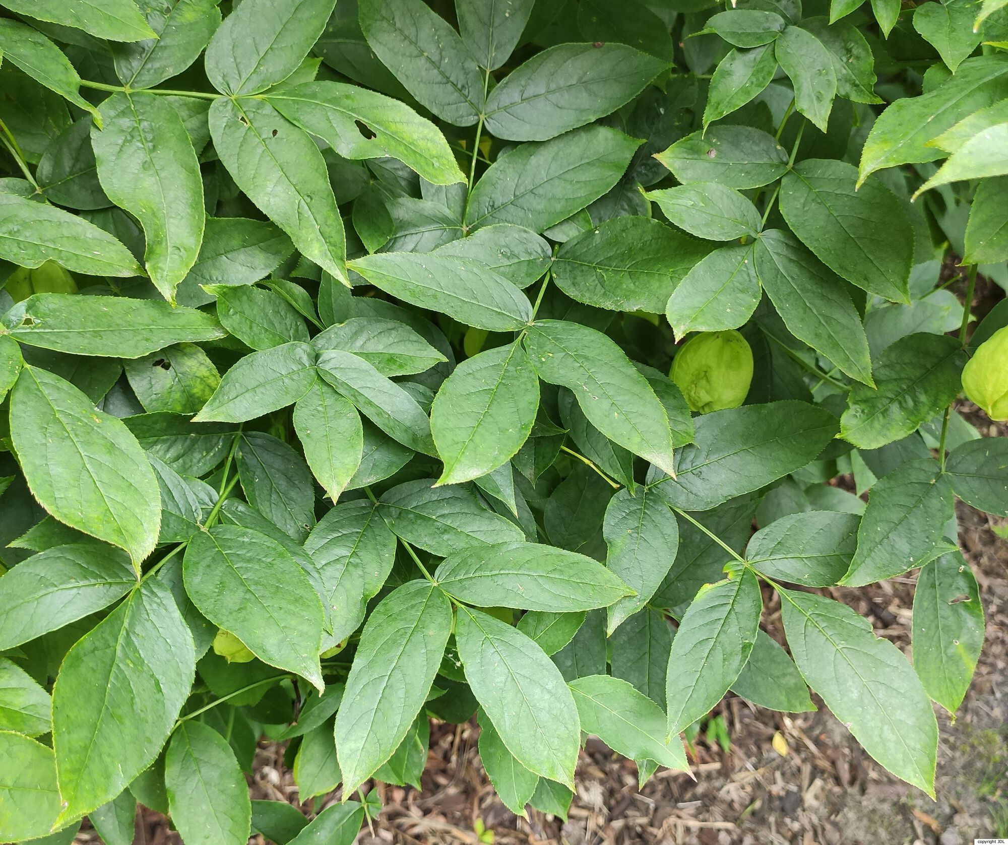 Staphylea colchica Stev.