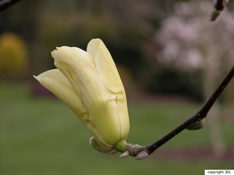 Magnolia 'Sundance' (M.acuminata × M.denudata)