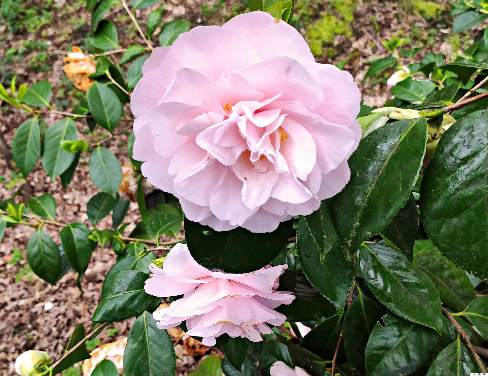 Camellia japonica L. cultivar