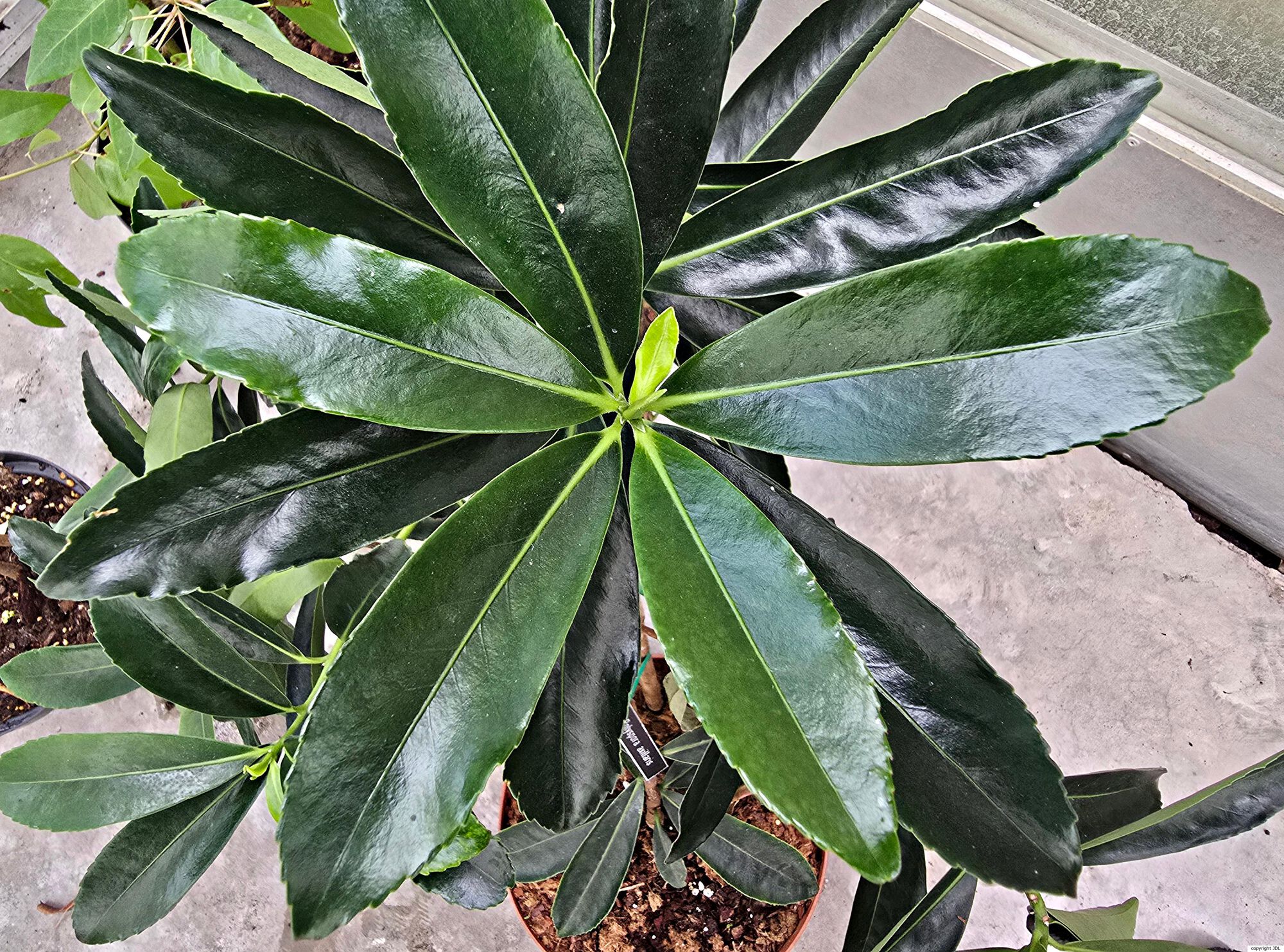 Polyspora axillaris (Roxb. ex Ker Gawl.) Sweet