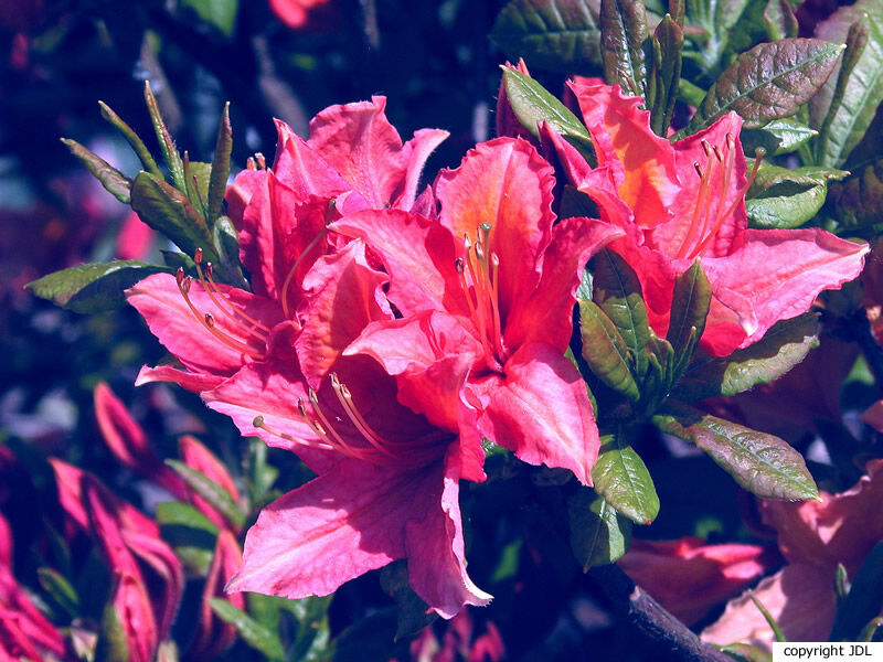 Rhododendron 'Edison' (Harde Gentse)