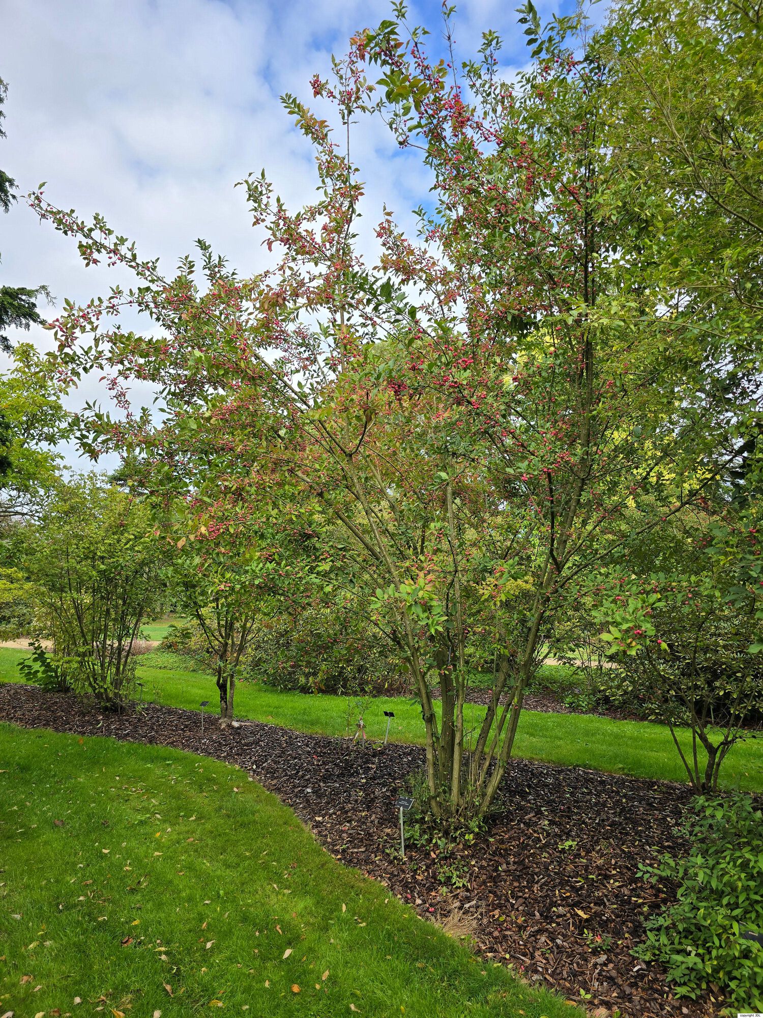 Euonymus maackii Rupr.