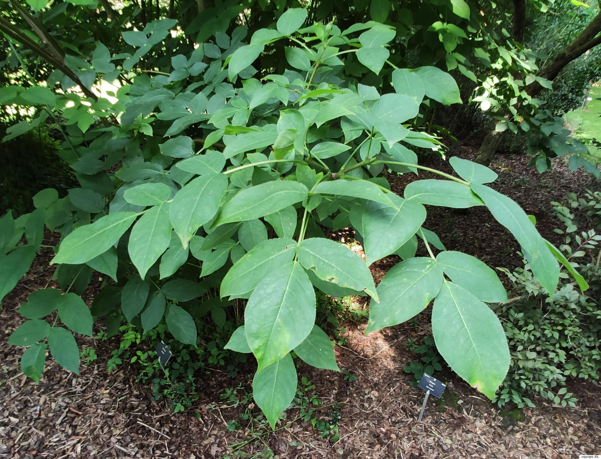 Staphylea