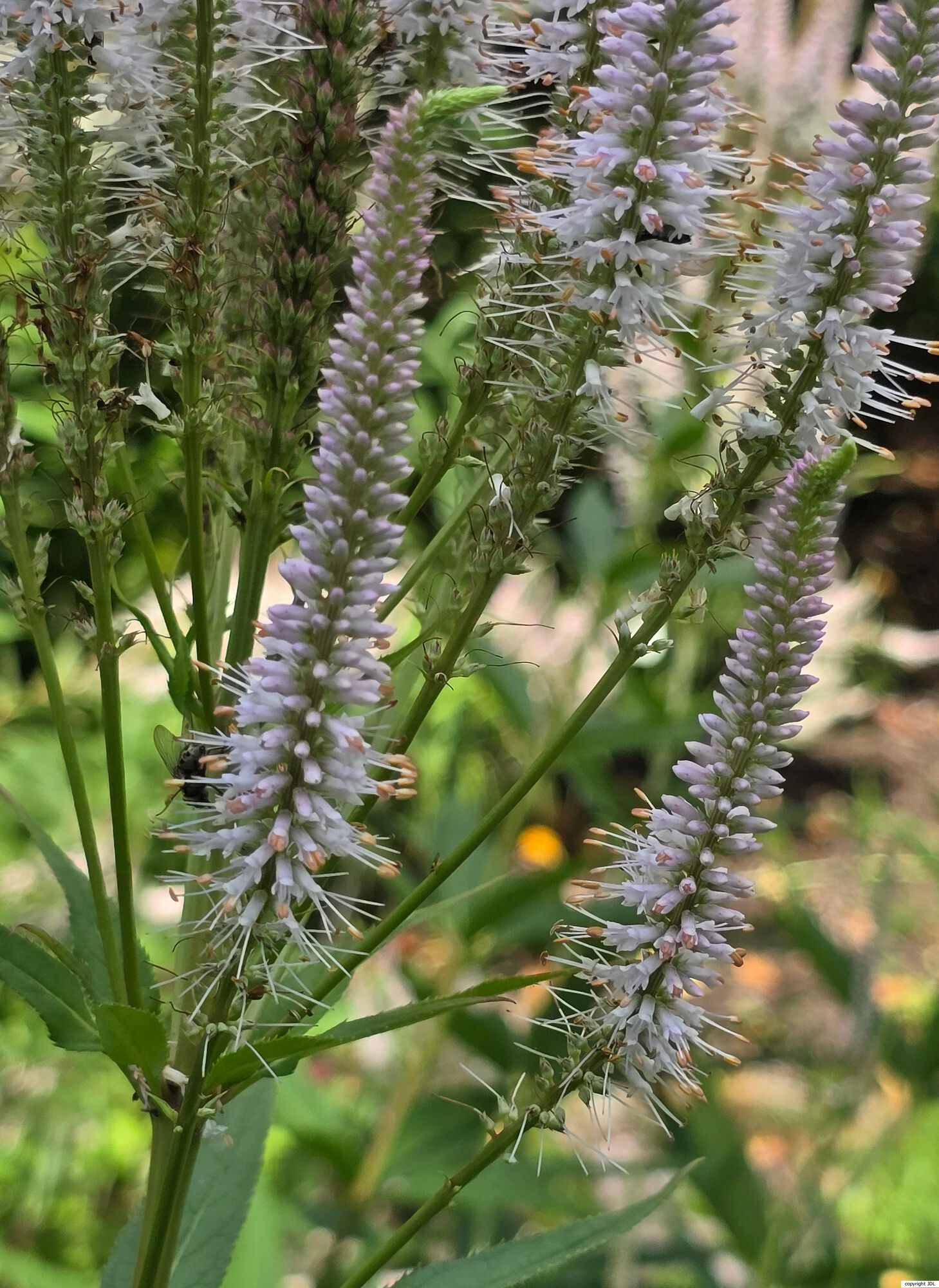 Veronicastrum virginicum (L.) Farw. 'Pink Glow'