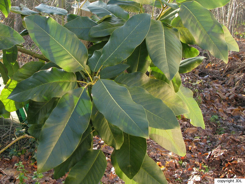 Magnolia delavayi Franch.