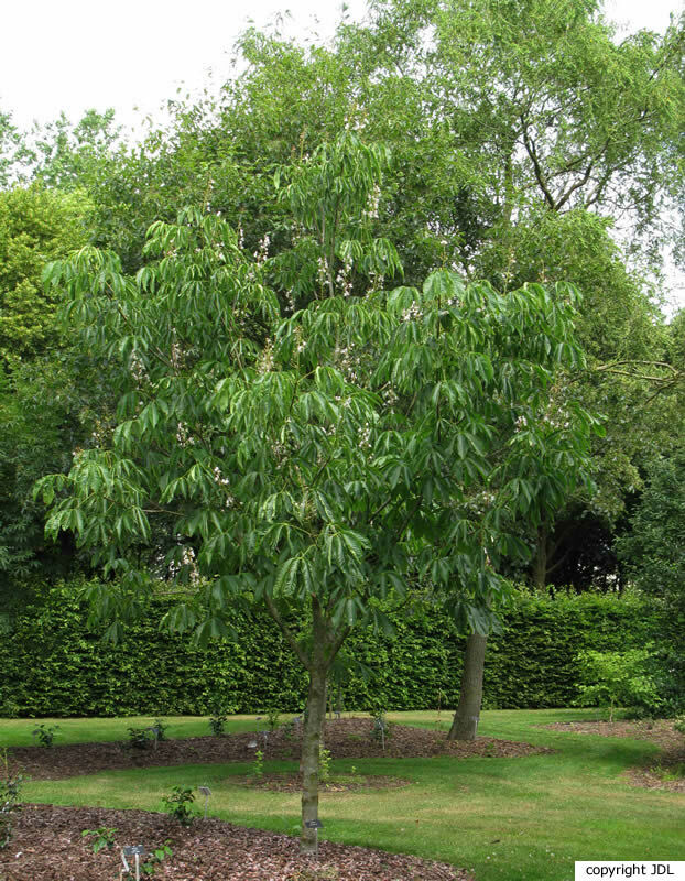 Aesculus assamica Griff.