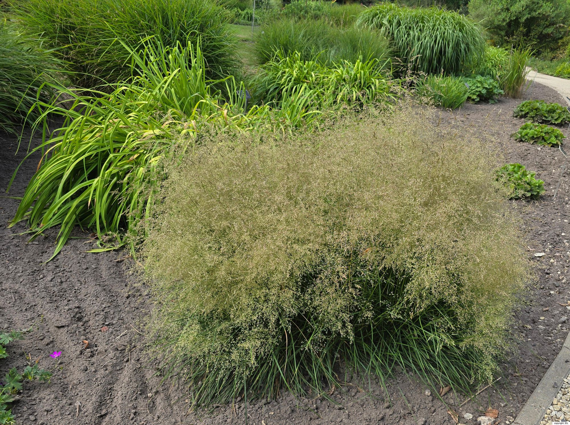 Deschampsia cespitosa (L.) P.Beauv. 'Golden Dew'