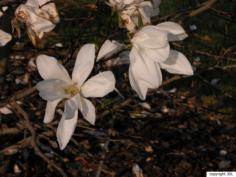 Magnolia ×kewensis Pearce 'Parson's Clone' (M.kobus × M.salicifolia)