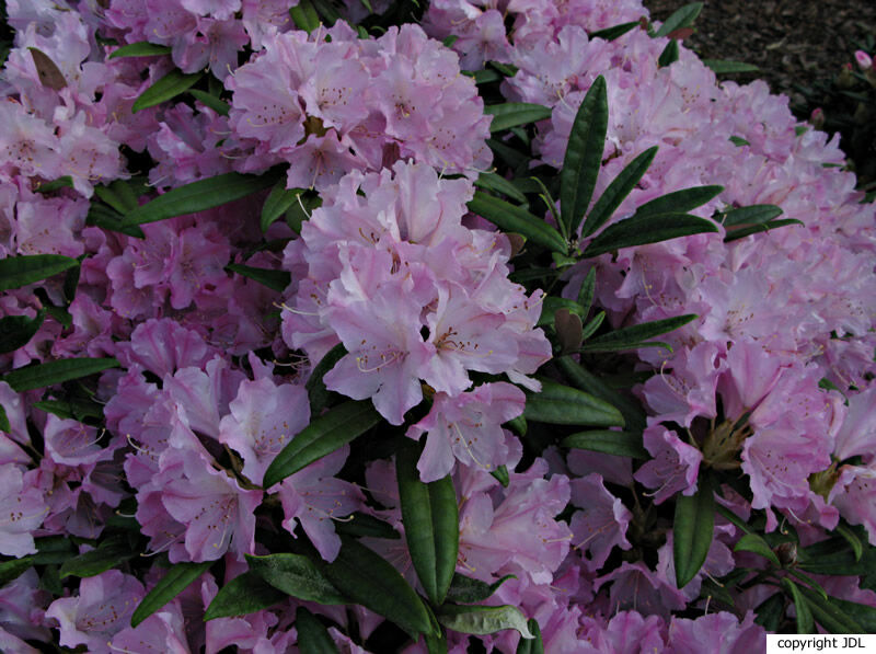 Rhododendron makinoi Tagg 'Silber'