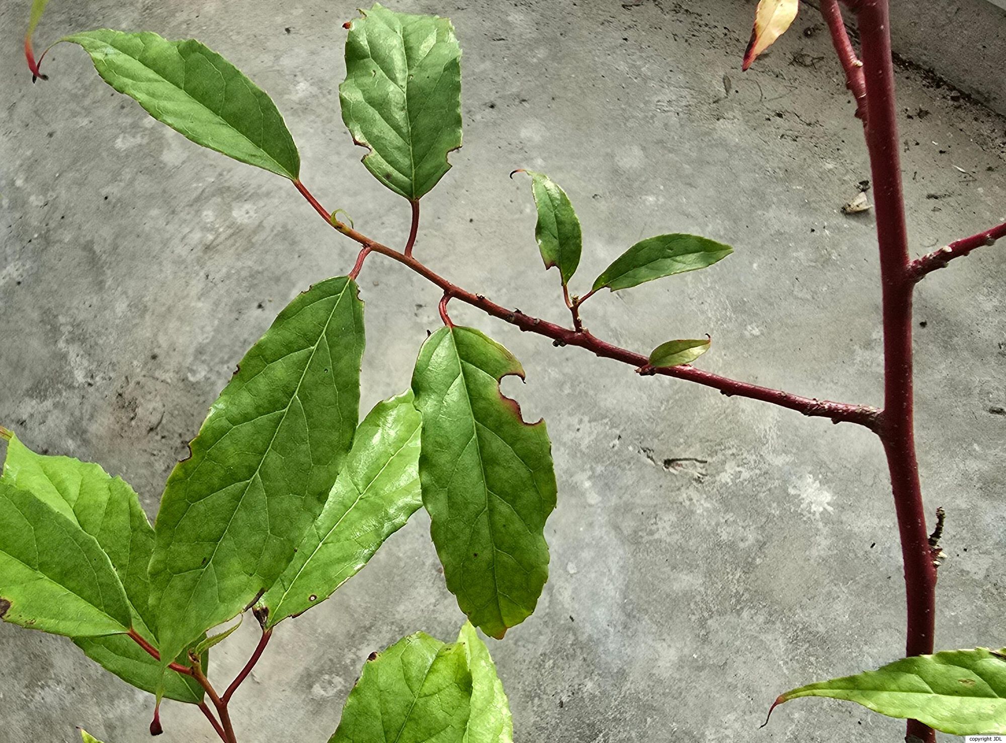 Perrottetia racemosa (Oliv.) Loes.