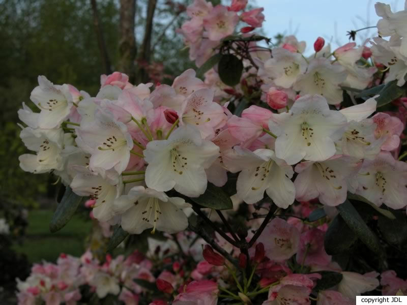 Rhododendron 'Apfelblüte' (R. wardii hybrid