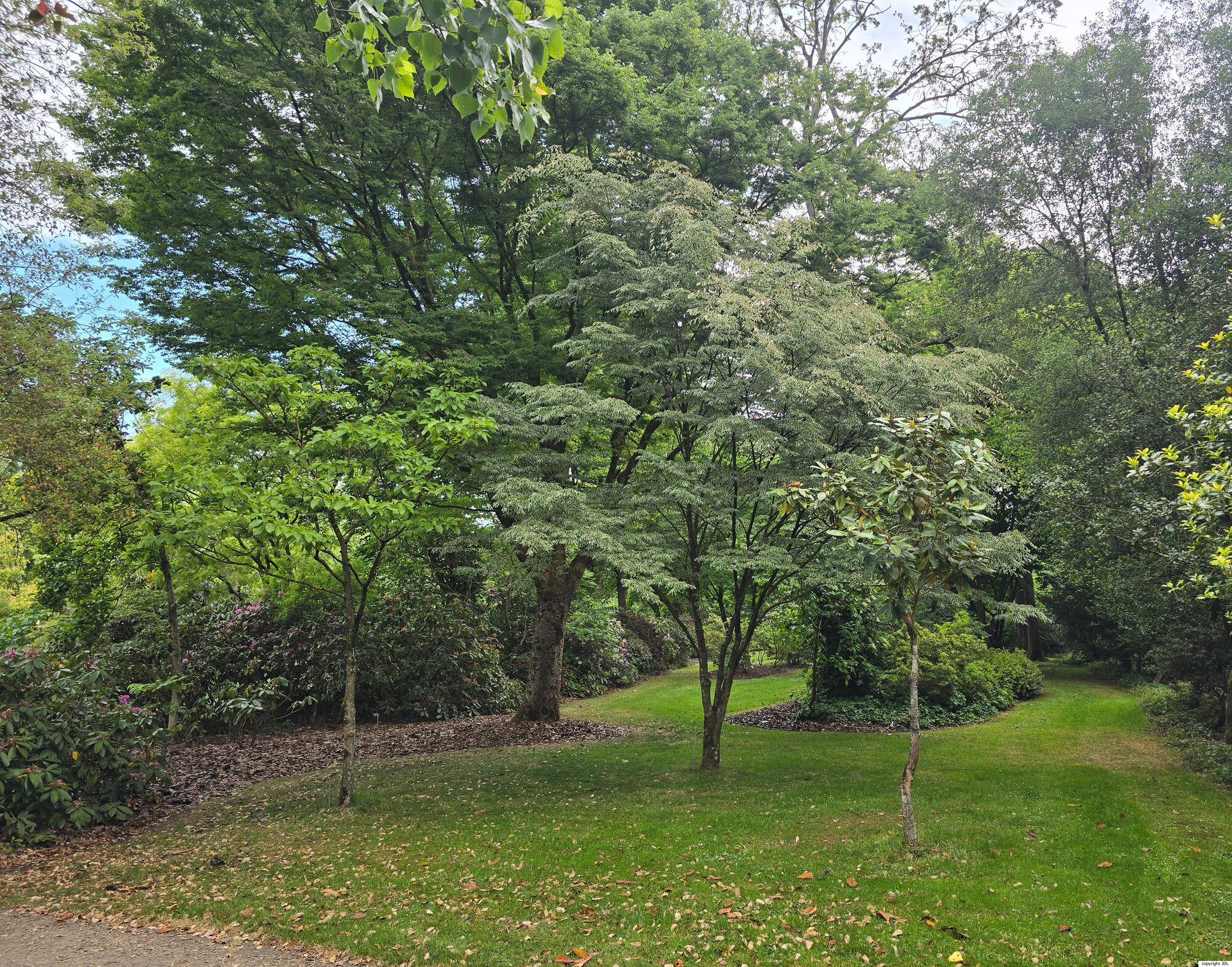 Zelkova serrata (Thunb.) Makino 'Variegata'
