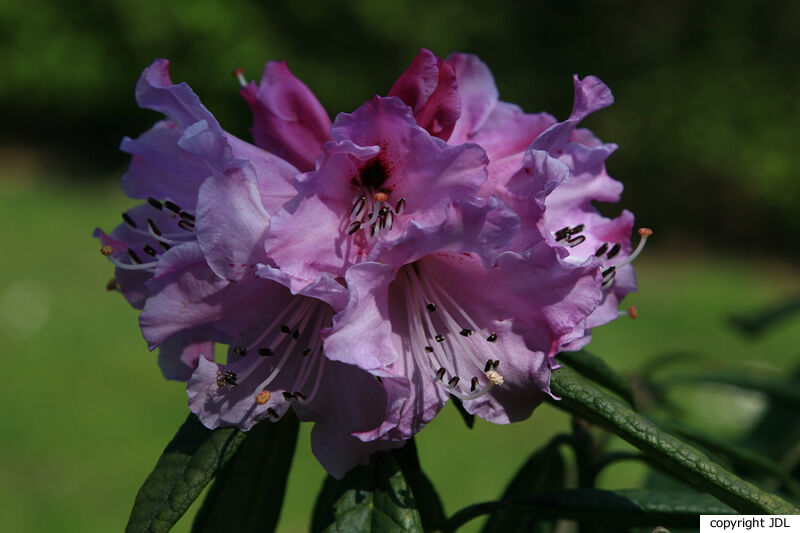 Rhododendron floribundum Franch.