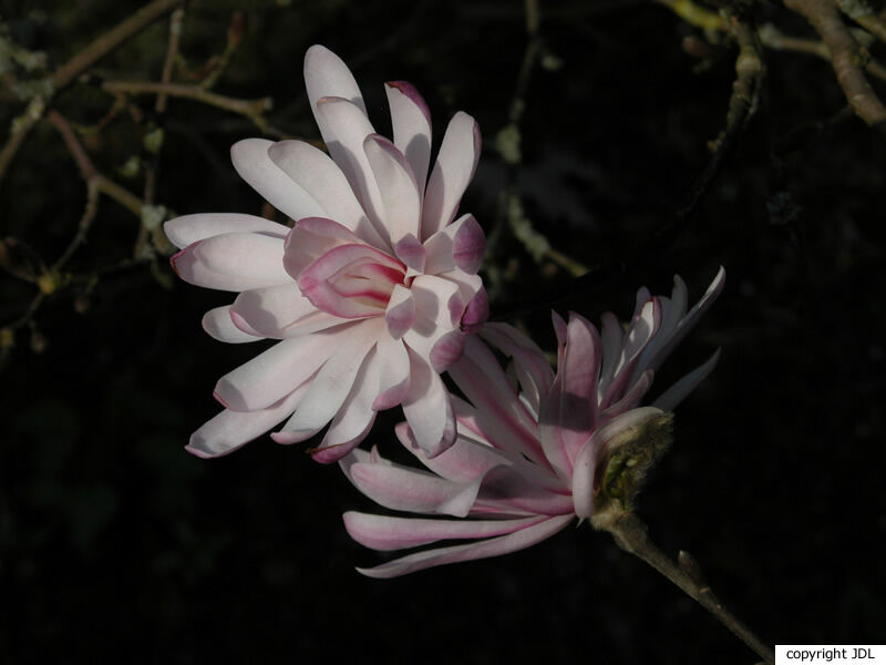 Magnolia stellata (Siebold & Zucc.) Maxim. 'Chrysanthemumiflora'