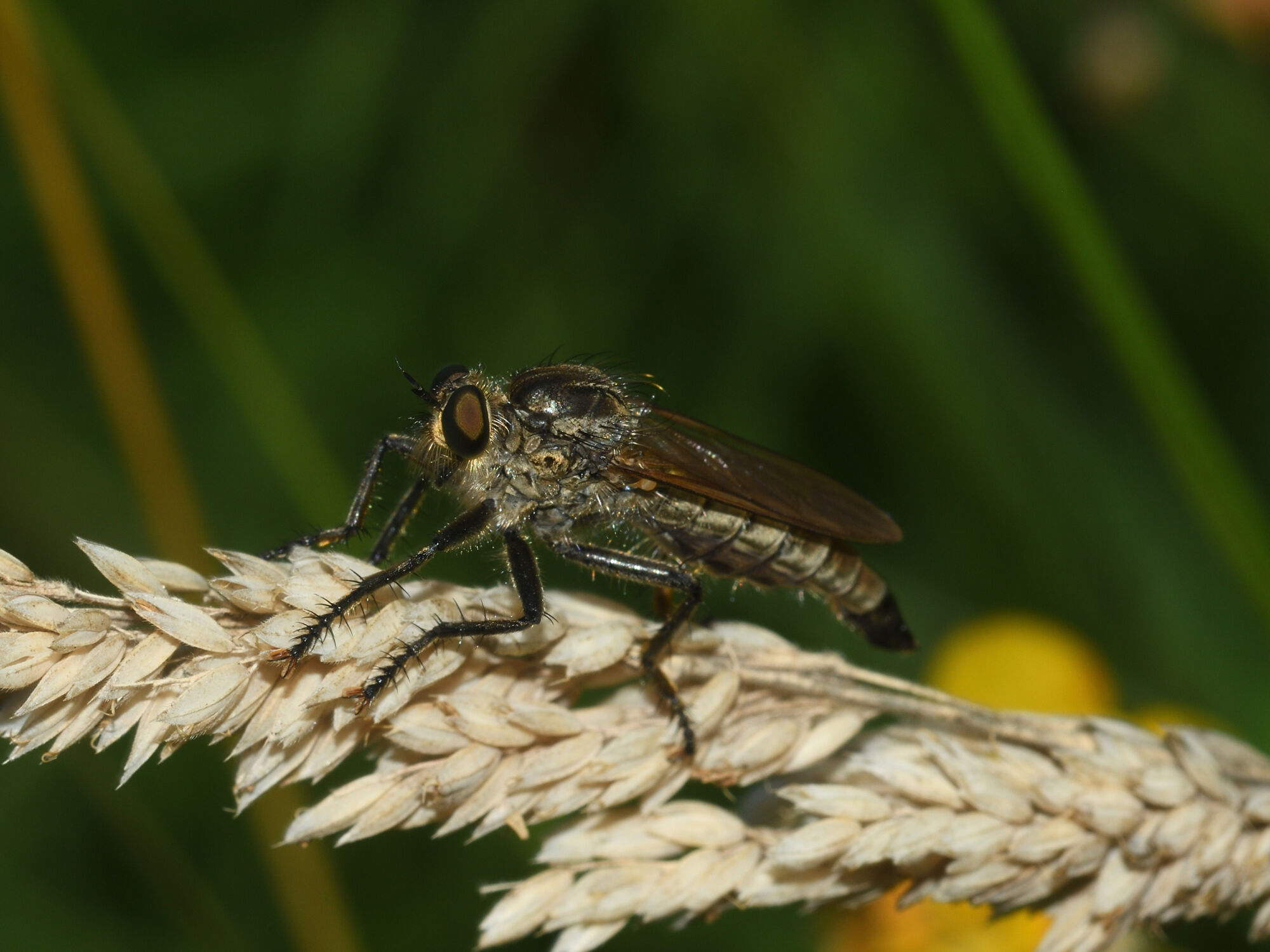 Tolmerus atricapillus (Fallén, 1814)