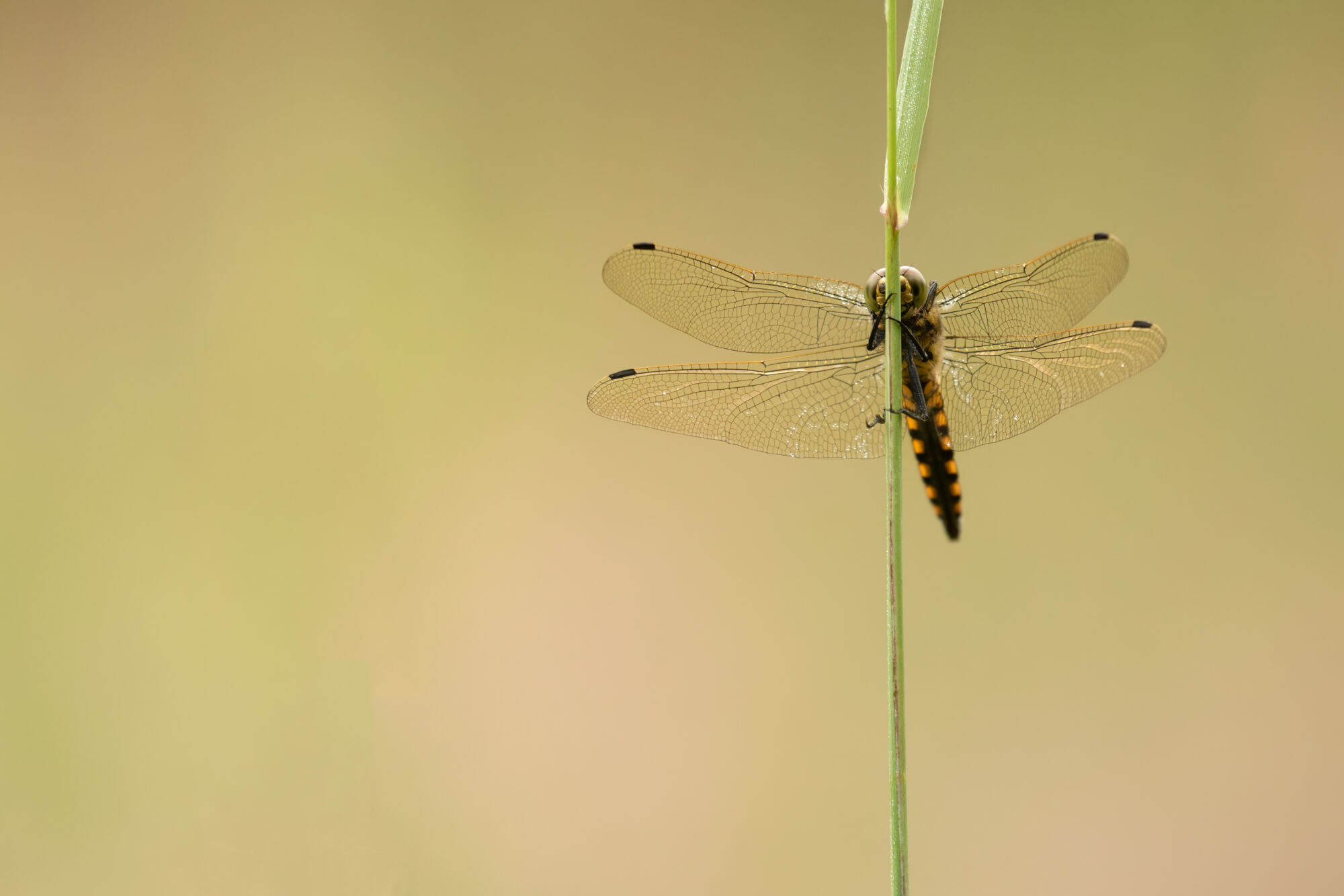 Orthetrum cancellatum (Linnaeus, 1758)