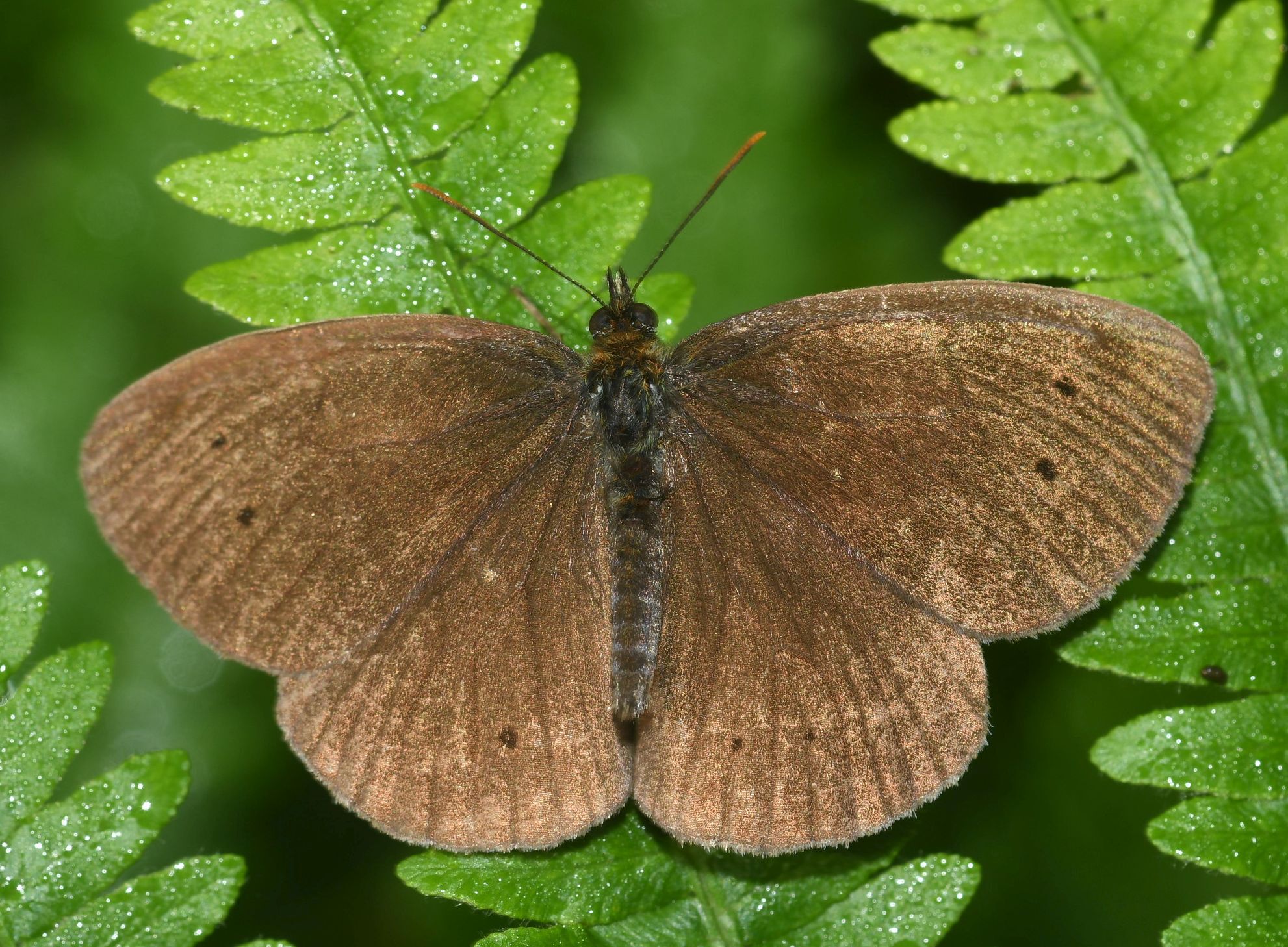 Aphantopus hyperantus (Linnaeus, 1758)